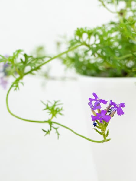 Verbena hybrida