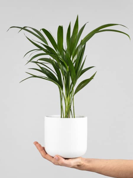 Areca Mini