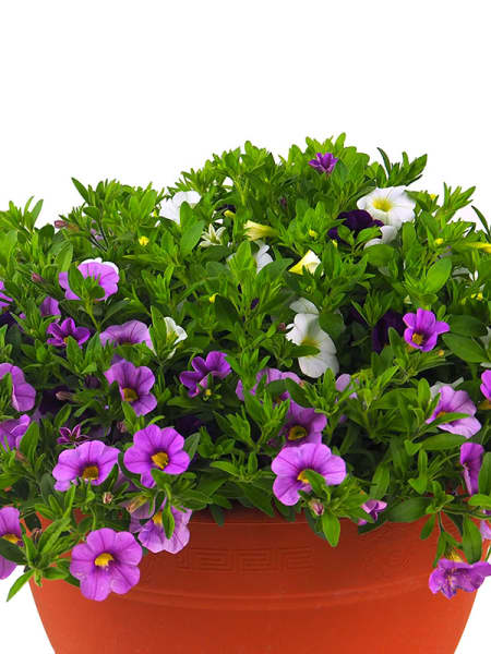 Calibrachoa