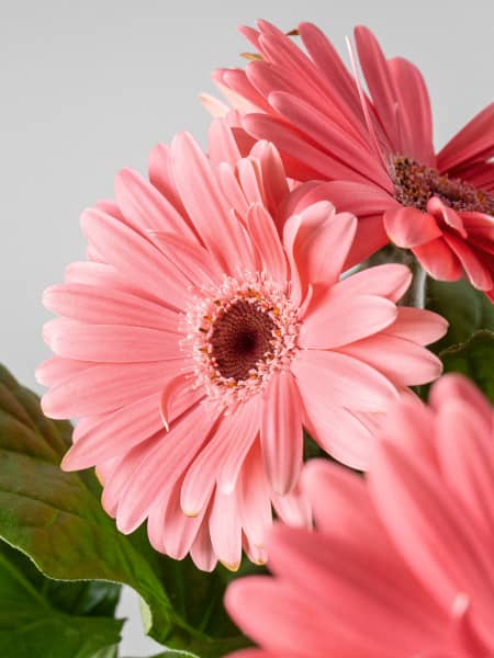 Gerbera en varios colores