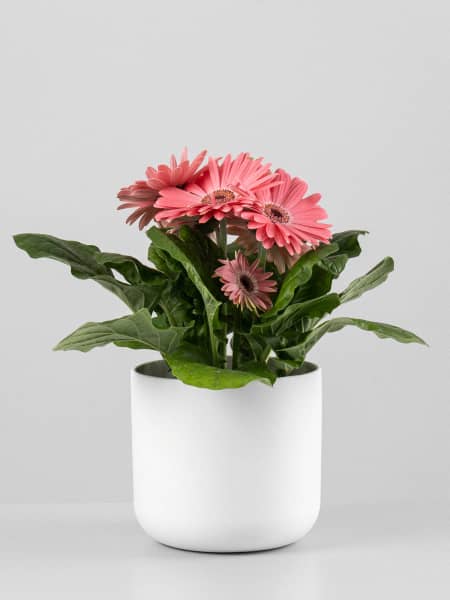 Gerbera rosa