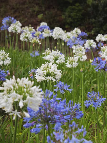 Agapanto (agapanthus africanus)