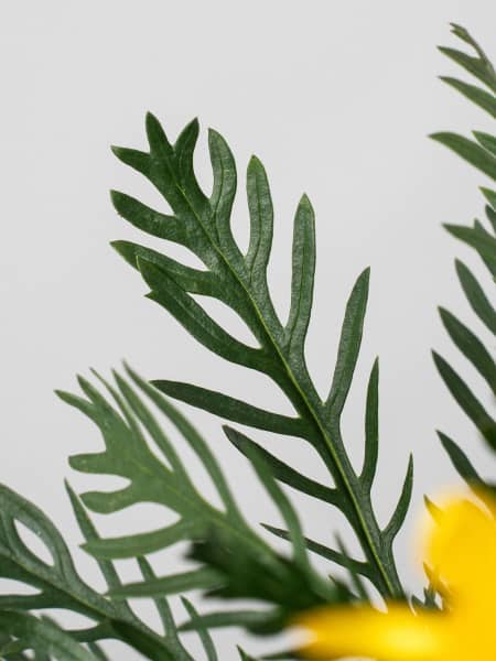 Euryops chrysanthemoides