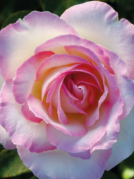 Rosal Princesse de Monaco®