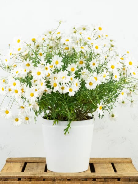 Margarita blanca (argyranthemun frutencens)