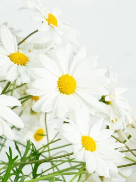 Margarita blanca (argyranthemun frutencens)