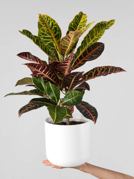 Codiaeum variegatum 'Petra'