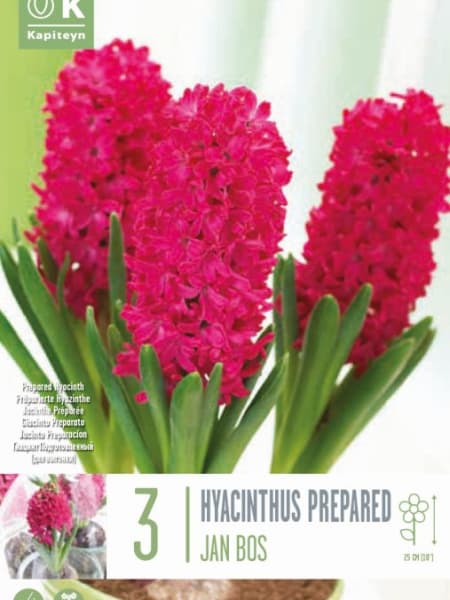 Bulbos de Jacintos 'Jan bos'