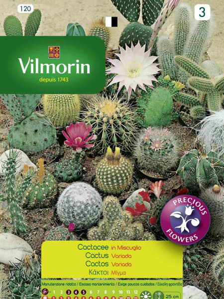 Semilla cactus variados