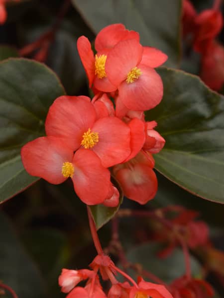 Begonia dragon wing