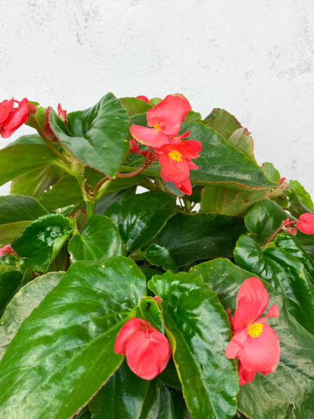 Begonia 'Dragon Wing'