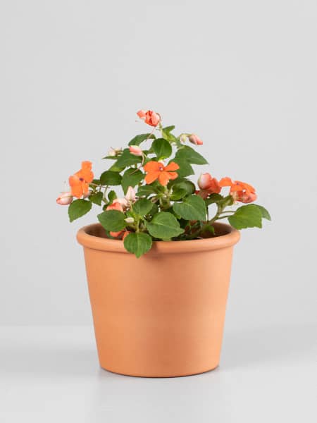 Impatiens walleriana (Alegría de la Casa)