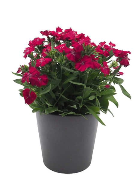 Clavel del poeta - Dianthus barbatus Telstar®