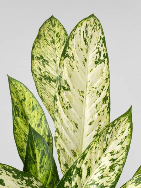 Dieffenbachia 'Vesuvius'