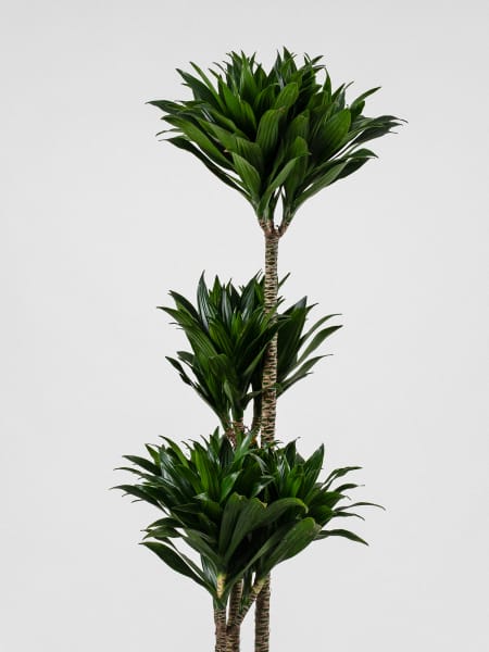 Dracaena fragrans 'Compacta'