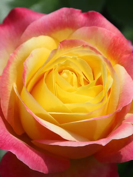 Rosal Pullman Prient Express®