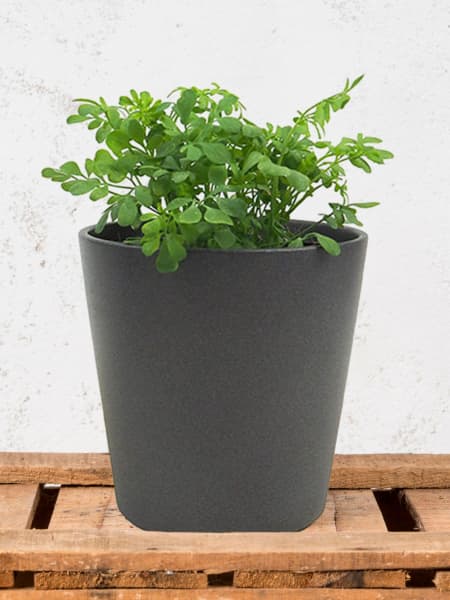 Ruda (ruta graveolens) - Planta aromática