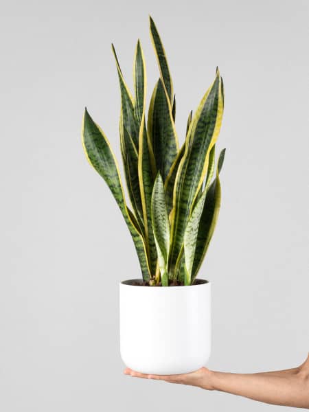 Sansevieria trifasciata 'Laurentii'