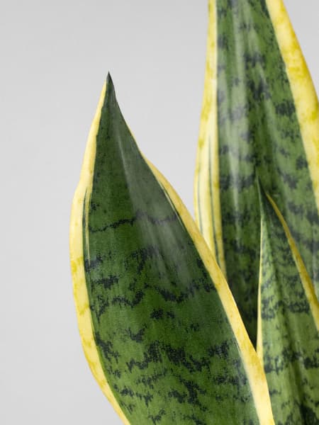 Sansevieria trifasciata 'Laurentii'