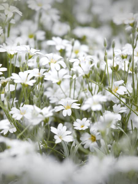 Cerastium tomentosum