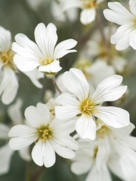 Manto de novia (cerastium tomentosum)