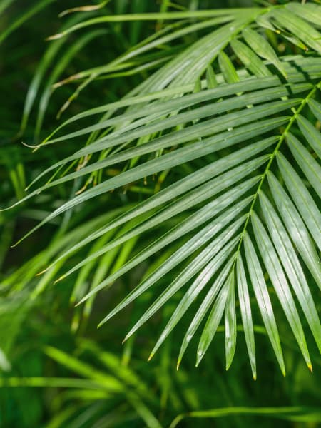 Areca