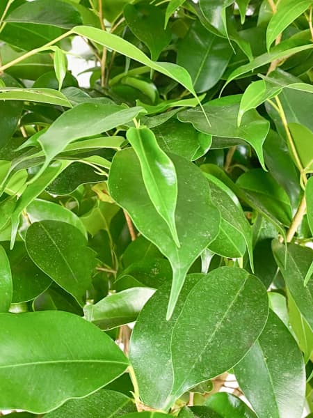 Ficus benjamina trenzado