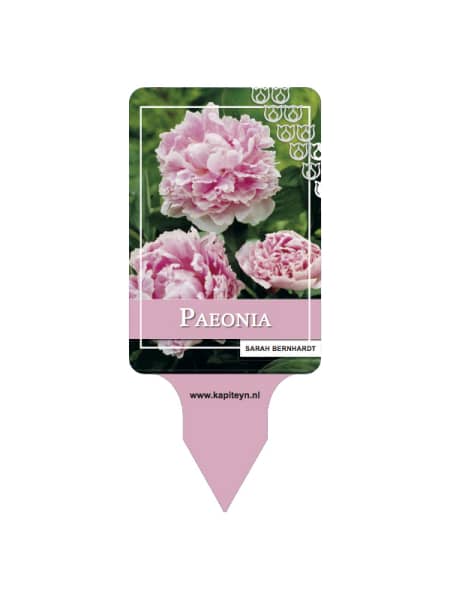 Bulbos de Paeonia 'Sarah Bernardt"