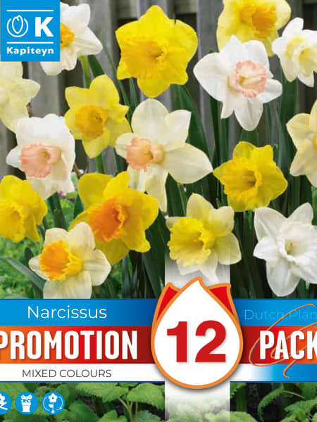 Bulbos de Narcissus Mix Promotion colours