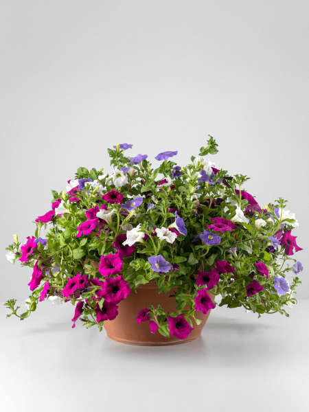 Petunia 'Surfinia' multicolor