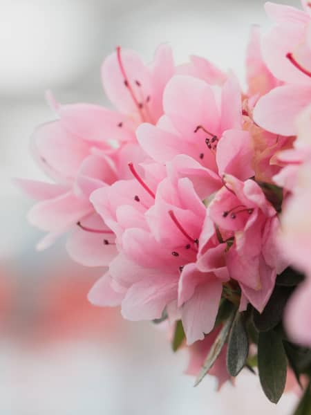 Rododendro (rhododendron)