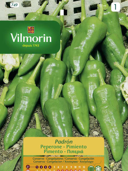 Semilla pimiento padron