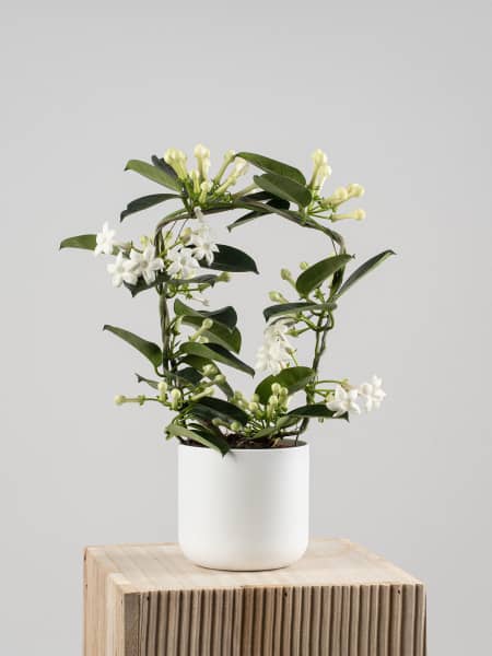 Stephanotis de interior