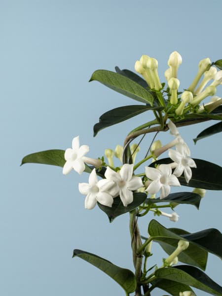 Stephanotis de interior