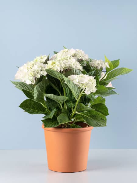 Hortensia de exterior blanca (flor temprana)