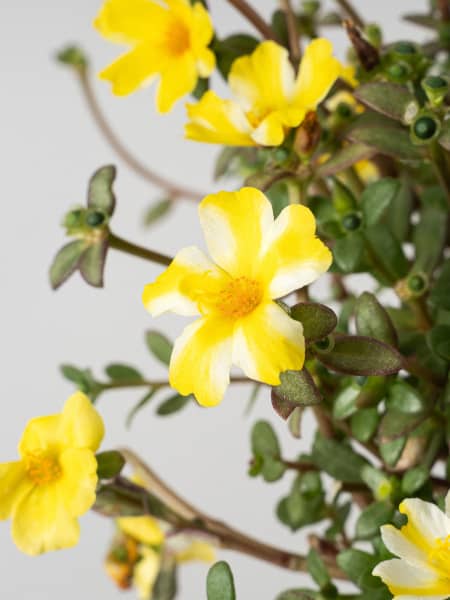 Portulaca umbraticola