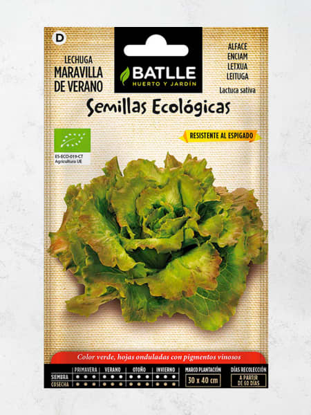 Semillas ecológicas de lechuga maravilla de verano