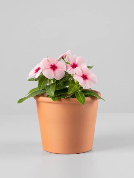 Vinca (catharanthus roseus)