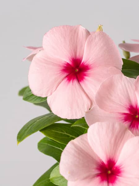 Catharanthus roseus (Vinca)