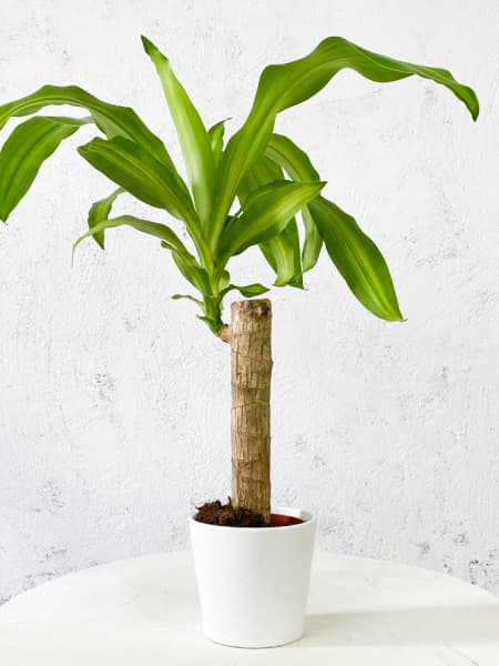 Dracaena fragrans 'Massangeana'