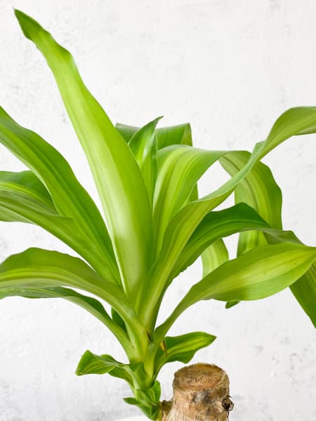 Dracaena fragrans 'Massangeana'