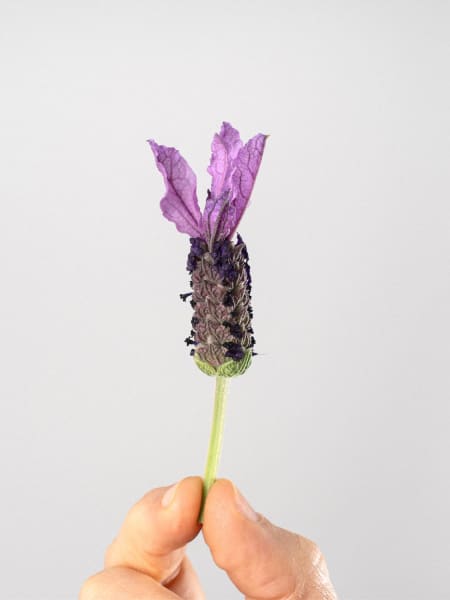 Lavanda stoechas - Planta aromática