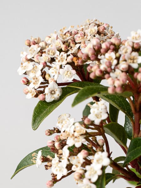 Viburnum tinus (Durillo)