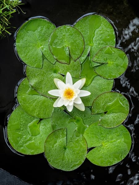 Nenúfar Nymphaea alba - Planta aguas profundas de estanque