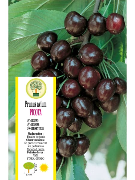 Cerezo 'Picota' (Prunus avium)