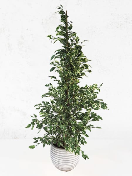 Ficus 'Twilight'