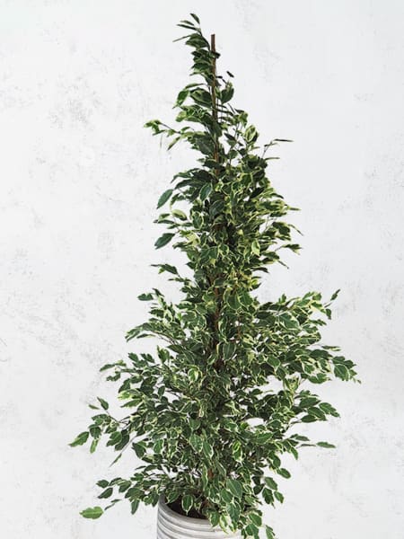 Ficus 'Twilight'