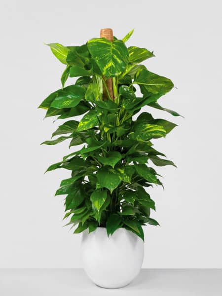 Potho - con tutor (Epipremnum aureum)
