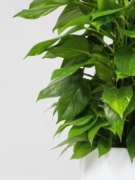 Potho - con tutor (Epipremnum aureum)