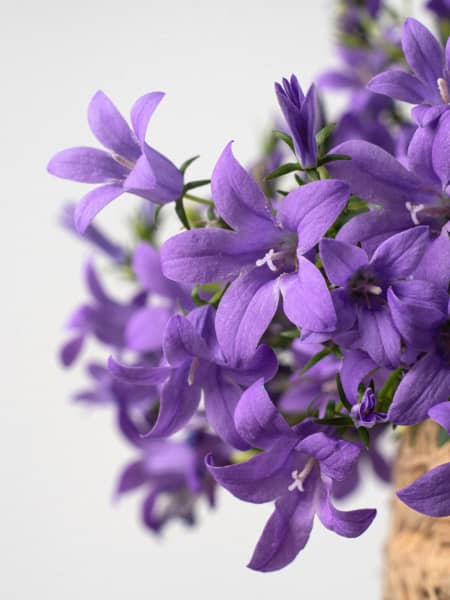 Campanula portenschlagiana